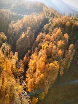 Осень в горах / Роза Хутор. Осенний лес... Горы