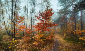 Осенний лес / Туманное утро