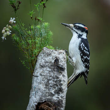 Hairy Woodpecker (male) / Волоса́тый дя́тел (лат. Picoides villosus)(самец)
Распространён почти по всей Северной и Центральной Америке, а также на некоторых островах Карибского моря.
Волосатый дятел по большей части оседлая птица