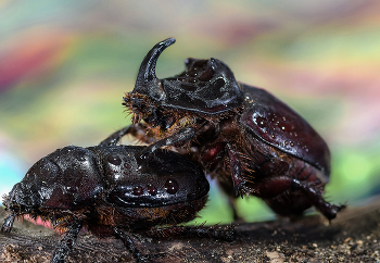 Из жизни носорогов... / Обыкновенный жук-носорог (Oryctes nasicornis)