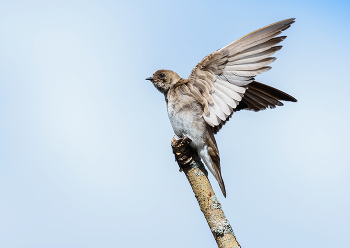 Northern Rough-winged Swallow / Северная грубокрылая ласточка

Родовое название северной грубокрылой ласточки - Stelgidopteryx, что означает «крыло-скребок»; название вида, serripennis, означает «пилообразное перо».
===
The Northern Rough-winged Swallow gets its name from minuscule hooks on the leading edge of their primary feathers. Running a finger along the edge of the feather from base to the tip feels like touching a rough file.
The genus name of the Northern Rough-winged Swallow is Stelgidopteryx, which means &quot;scraper wing&quot;; the species name, serripennis, means &quot;saw feather.&quot;
Swallows are good fliers and that goes double for the Northern Rough-winged Swallow, which unlike most birds also molts some of its feathers while flying. It takes them around 100 days to finish growing new feathers.
The oldest recorded Northern Rough-winged Swallow was a male, and at least 5 years, 11 months old when he was recaptured and rereleased in California.