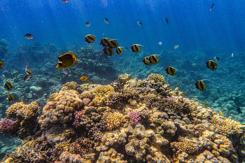 Стайка на кораллах Шарм эль Шейха. / Красное море, Египет.