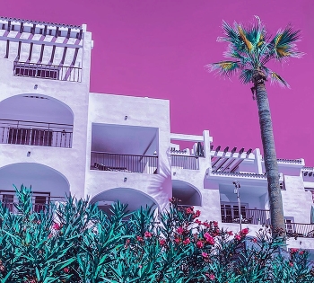 &nbsp; / Palm tree, pink sky &amp; white houses.