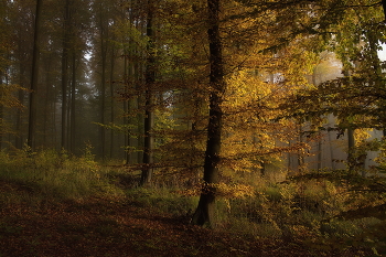 Дыханье осени / Утро в осеннем лесу .