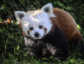 Красная панда / ***