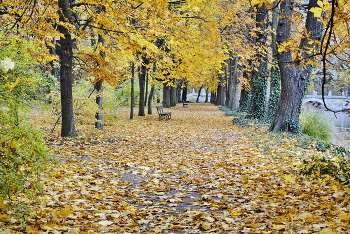 Осень в Лазенках / Лазенковский парк. Варшава.