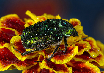 &nbsp; / Золотистая бронзовка (Cetonia aurata)