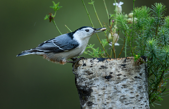 White-breasted Nuthatch / Каролинский поползень (лат. Sitta carolinensis) — небольшая североамериканская певчая птица из семейства поползневых.
В поисках корма ловко передвигается по стволам и ветвям деревьев.
========

The white-breasted nuthatch is a small songbird of the nuthatch family common across much of temperate North America. It is stocky, with a large head, short tail, powerful bill, and strong feet. It has a black cap, white face, chest, and flanks, blue-gray upperparts, and a chestnut lower belly
