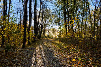 Осенними тропами 3 / Лесопарк Юрьева горка, Витебск.