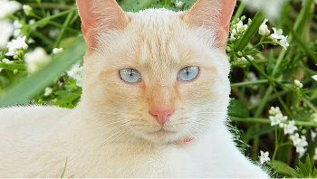 Сосед / кот с необычными глазами.