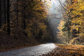 Осенний путь. / Осень,лес,дорога,солнце,лучи.
