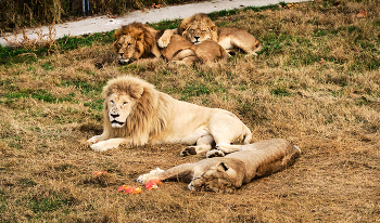Идиллия / Крым. Парк львов Тайган