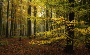 Последний день октября / Осень в лесу. Утренний пейзаж.