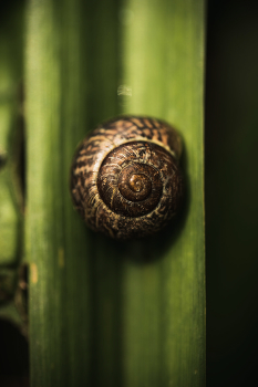 Snail / ***