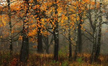 Осенний пейзаж / природа