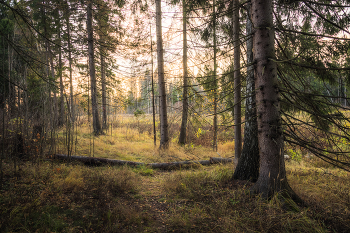 &nbsp; / Осень, лес.