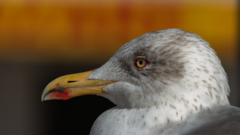 &nbsp; / Retrato de gaviota