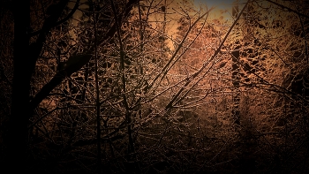 Frosted web / A web of frosted tree branches in winter