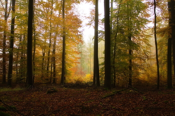 Осенние краски / Утро в осеннем лесу .