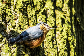 &nbsp; / Nuthatch