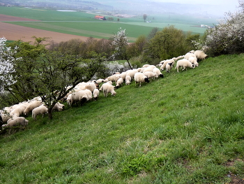 &nbsp; / am Desenberg bei Warburg sorgen Schafe dafür, dass die wildblumenreichen Magerrasen nicht verbuschen