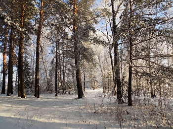 Зимний лес / Зимний лес в объятьях тишины Задремал, укутав ветки снегом. Будет спать спокойно до весны Он теперь под серебристым небом... Автор Светлана Комогорцева.