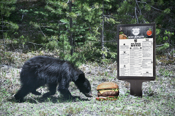 И в дикой природе также ... / В рамках рекламы фаст-фуда &quot;Bear Burgers&quot; (Медвежьи бургеры)