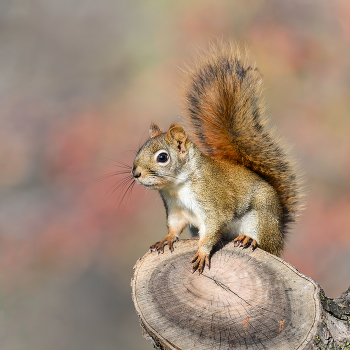 American red squirrel / Американская красная белка
(лат. Tamiasciurus hudsonicus)