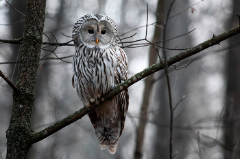 &nbsp; / Длиннохвостая неясыть / Strix uralensis / Ural owl
