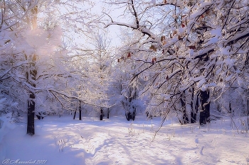 Зимний лес / снято в ноябрьский полдень
