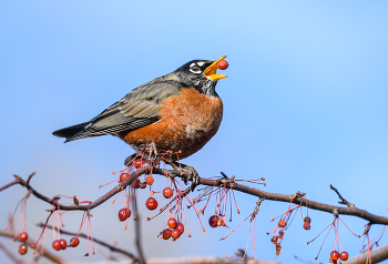 American robin (Turdus migratorius) / Странствующий дрозд (American Robin) — небольшая певчая птица семейства дроздовых, широко распространённая на территории Северной Америки.