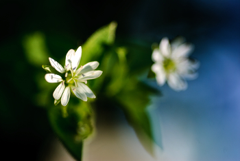 Цветик Семицветик / Иду такой и тут вот эти крошки в лесу