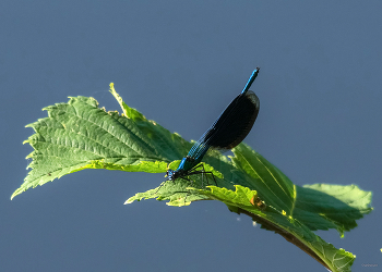 &nbsp; / Красотка темнокрылая, или Девушка (Calopteryx virgo). Самец