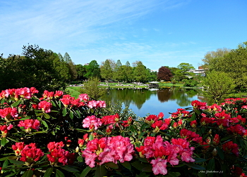 Planten un Blomen Hamburg / Planten un Blomen Hamburg

https://www.youtube.com/watch?v=KTC7lcq_V6g

Wilhelmsburger Inselpark Hamburg

https://www.youtube.com/watch?v=dNOCQPn2sZA

Dahliengarten Hamburg

https://www.youtube.com/watch?v=YIZZSauDE3w

Rosengarten. Planten un Blomen Hamburg:

https://www.youtube.com/watch?v=tKJmmXxh-1U&amp;t=8s

Слайд-шоу &quot;Парк цветов летом&quot;

https://www.youtube.com/watch?v=glVWjqRqZr0

Слайд-шоу &quot;Парк цветов весной&quot;

https://www.youtube.com/watch?v=kJVKlWcQxCg

Слайд-шоу &quot;Парк цветов осенью&quot;

https://www.youtube.com/watch?v=_Q7gRXGUa5A

Слайд-шоу &quot;Розы&quot;

https://www.youtube.com/watch?v=2jSTxDgGqsI

Слайд-шоу &quot;Цветы&quot;

https://www.youtube.com/watch?v=JYadETNgWMY