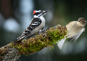 Rivals~конкуренты / Домовой воробей (самка) Vs. Пушистый дятел (самец)
House sparrow (female) Vs. Downy woodpecker (male)