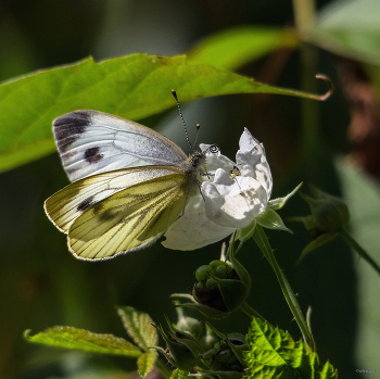 &nbsp; / Капустница, или Капустная белянка (Pieris brassicae) на ежевике сизой