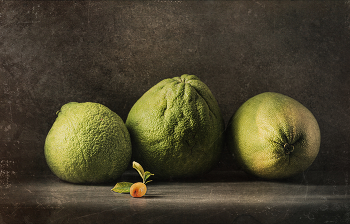 &nbsp; / still life with three pomelo (Citrus maxima)