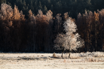 &nbsp; / берёзка в поле