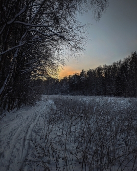 В лесу / Вечер, тишина, спокойствие в лесу.