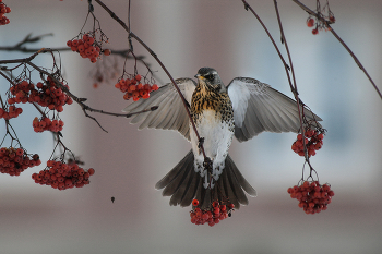 налётчик / дрозд-рябинник (fieldfare, Turdus Pilaris) в морозный день в составе пернатой эскадрильи совершает налет на сохранившиеся плоды рябины