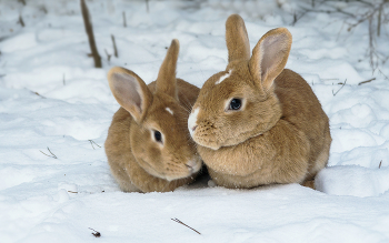 Парочка / Кролики,зима,мороз