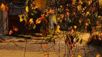 Осенние зарисовки / Игра осенних листьев при восходе солнца