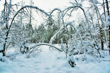 &quot;Поет зима - аукает, мохнатый лес баюкает ...&quot; / Зимний лес ...