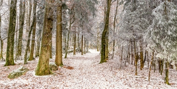 &nbsp; / leicht eingeschneiter Waldweg