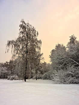 Зимний лес / После снегопада