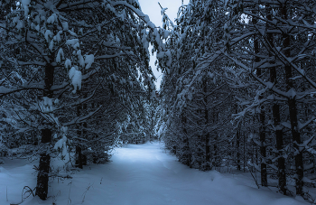Сквозь зимний вечер. / ...