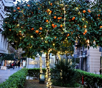 Рождественские украшения / Апельсиновые деревья на улицах Палермо. Накануне Рождества Иисуса Христа