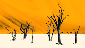 &nbsp; / Dead camelthorn trees, Sossusvlei, Namib-Naukluft National Park, Namibia