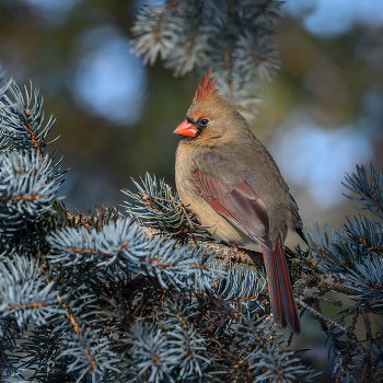 Northern cardinal (female) / Cамка. Красный кардинал