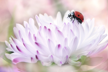 &nbsp; / insect, nature, flower